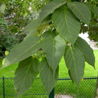 Acer Davidii