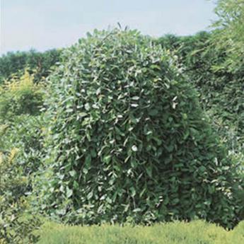 Salix Caprea Pendula