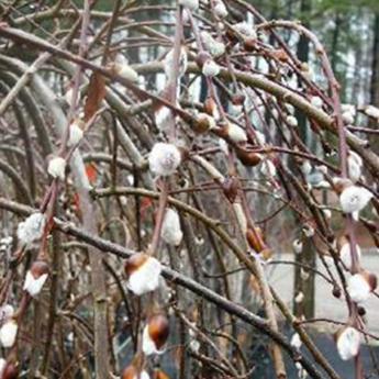 Salix Caprea Pendula