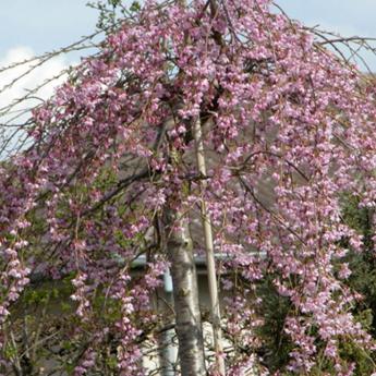 Prunus Subhirtella Pendula