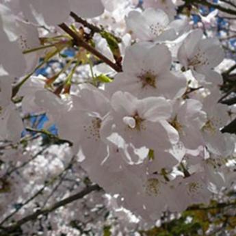 Prunus Serrulata Shirotae