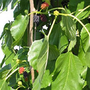 Morus Alba Pendula