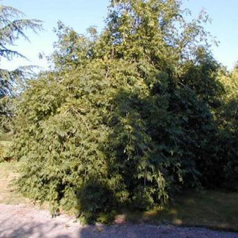 Fraxinus Excelsior Pendula
