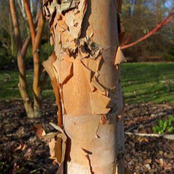 Betula Nigra Black Star