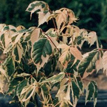 Acer Negundo Flamingo