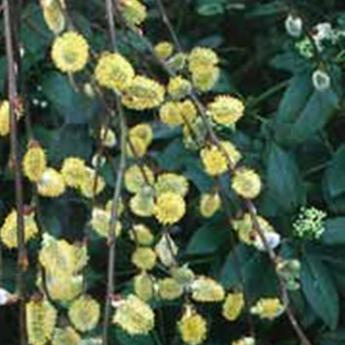Salix Caprea Pendula Kilmarnock