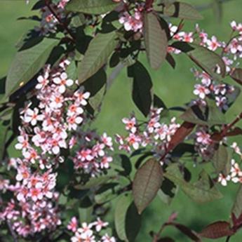 Prunus Cistena