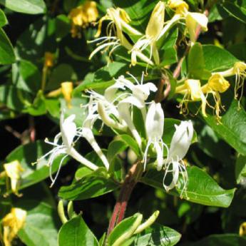Lonicera Japonica Halliana
