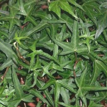 Hedera Helix Sagitifolia