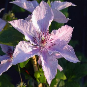 Hagley Hybrid