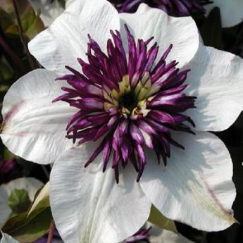 Sieboldii Florida