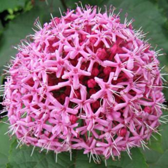 Clerodendrum Bugei