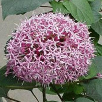 Clerodendrum Bugei