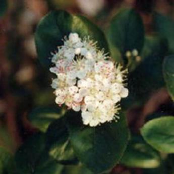Aronia Arbutifolia Brillant