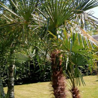 Trachycarpus Fortunei