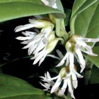 Sarcococca Ruscifolia