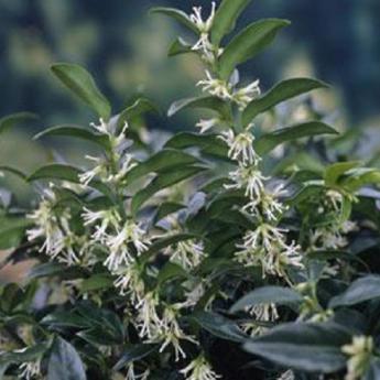 Sarcococca Humilis