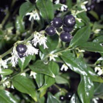 Sarcococca Humilis