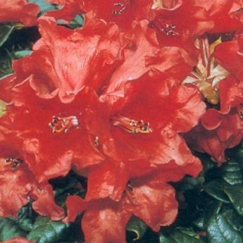 Scarlet Wonder