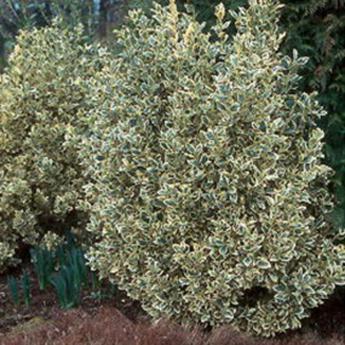Euonymus Japonicus Silver King