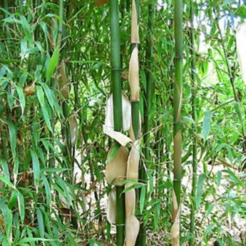 Arundinaria Fastuosa