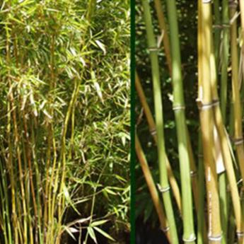 Phyllostachys Rubromarginata