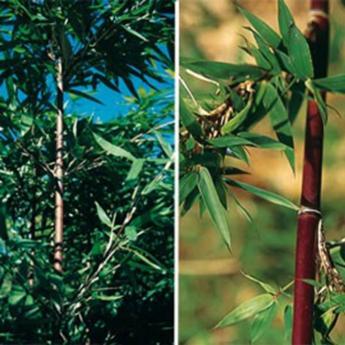 Semiarundinaria Makinoï