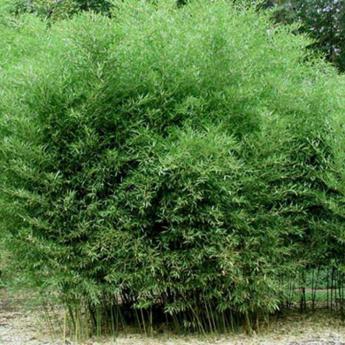 Phyllostachys Bissetii