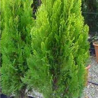 Thuya Orientalis Pyramidalis Aurea