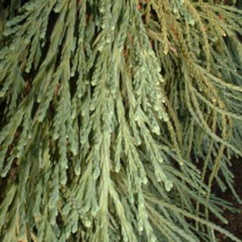 Sequioadendron Giganteum Pendula