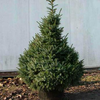 Picea Omorika