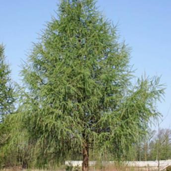 Larix Decidua