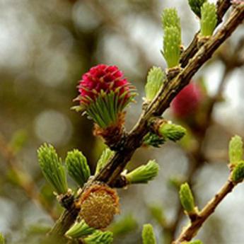 Larix Decidua