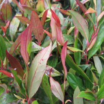 Leucothoe Red Lips