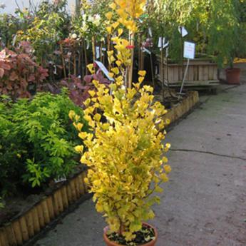 Ginko Biloba Fastigiata Blagon