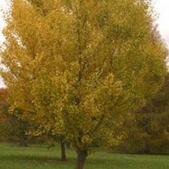 Ginko Biloba Autumn Gold