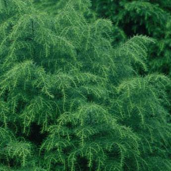 Cryptomeria Japonica Elegans Viridis