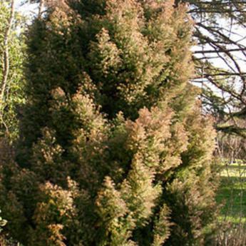 Cryptomeria Japonica Elegans
