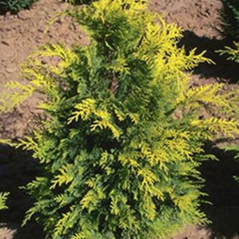 Chamaecyparis L. Stewartii