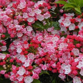 Kalmia Latifolia Ostbo Red
