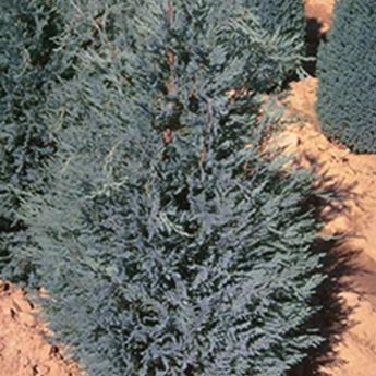 Chamaecyparis Lawsoniana Fletcheri