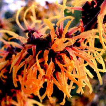 Hamamelis Intermedia Orange Beauty