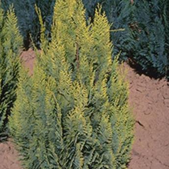 Chamaecyparis Allumi Gold