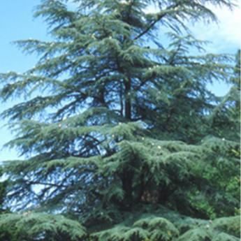 Cedrus Libani