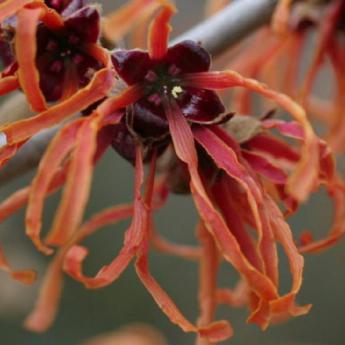 Hamamelis Intermedia Jelena