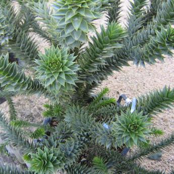 Araucaria Araucana