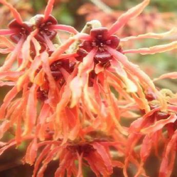 Hamamelis Intermedia Feuerzauber