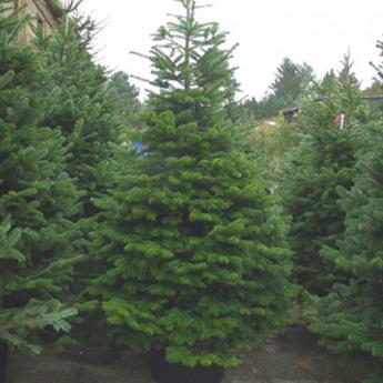 Abies Procera = Nobilis