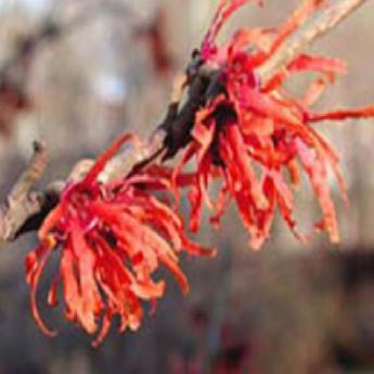 Hamamelis Intermedia Diane
