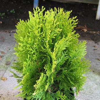 Thuja Orient. Aurea Nana
